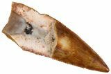 Triassic Theropod Dinosaur (Coelophysis) Tooth - Texas #315712-1